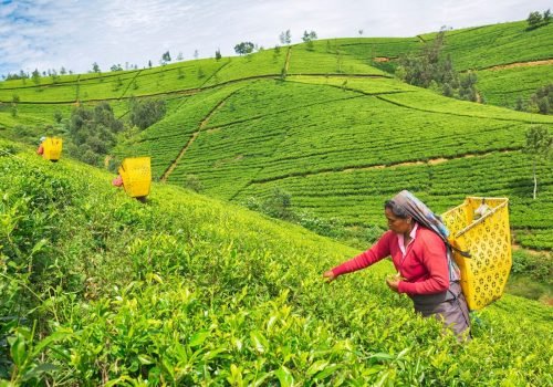 15979547-female-worker-at-tea-plantation-nuwara-eliya-scaled-1.jpg